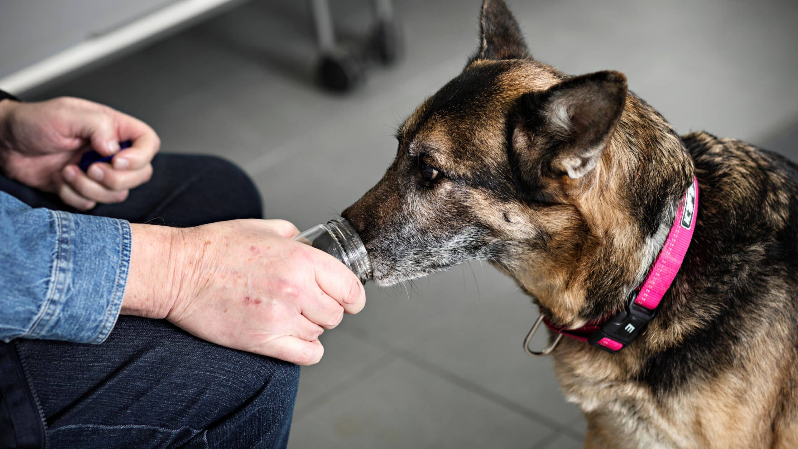 Koira haistelee lasipurkissa olevaa näytettä tunnistaakseen syövän.